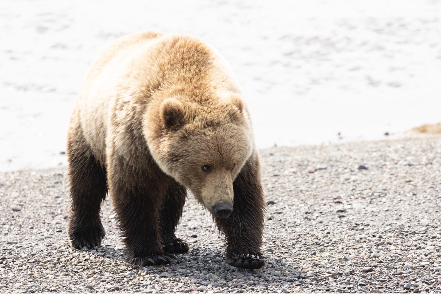 a brown bear pauses as it walks on a shoreline in Alaska