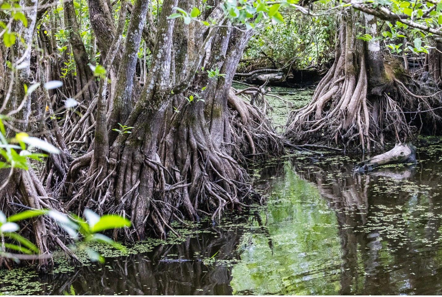 big cypress trees grow out of the water