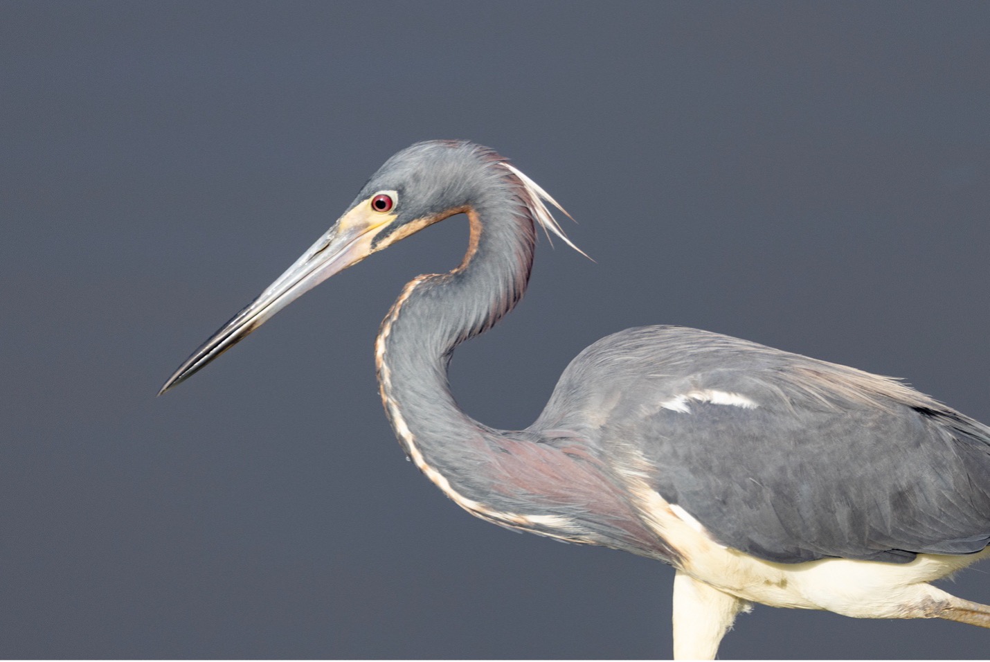 a tricolored heron stalks its prey at the shoreline