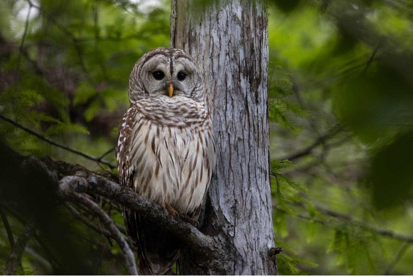 a barred owl looks down from its perch in Florida