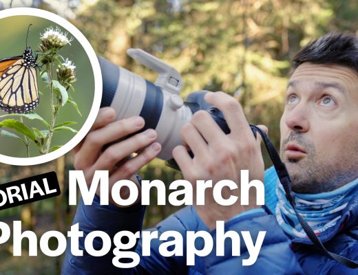 Court Whelan photographing monarch butterflies in Mexico