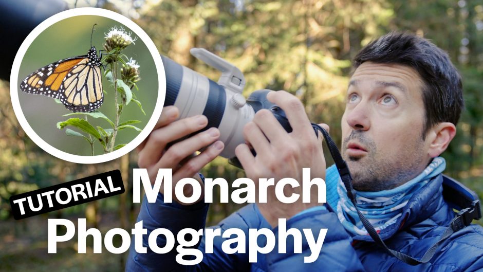 Court Whelan photographing monarch butterflies in Mexico