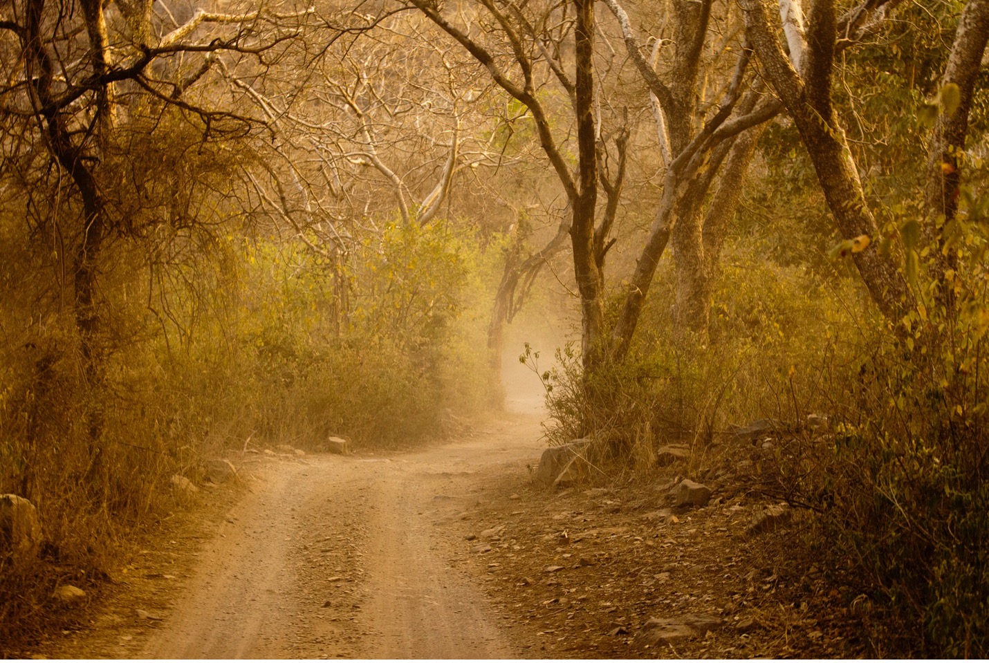 a roadway in one of India's premier national parks