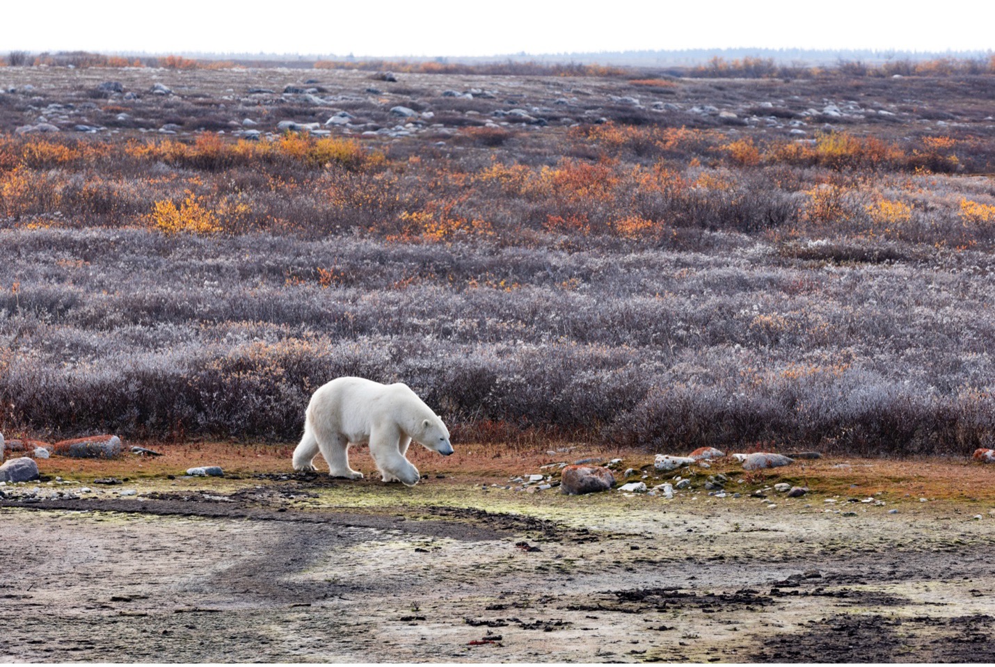 a polar bear walks in the colorful tundra