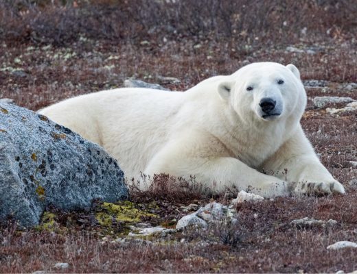 a polar bear rests on the tundra from behind a rock
