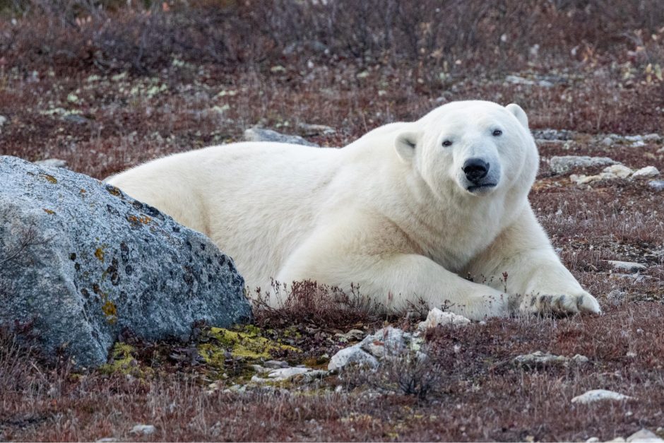 a polar bear rests on the tundra from behind a rock