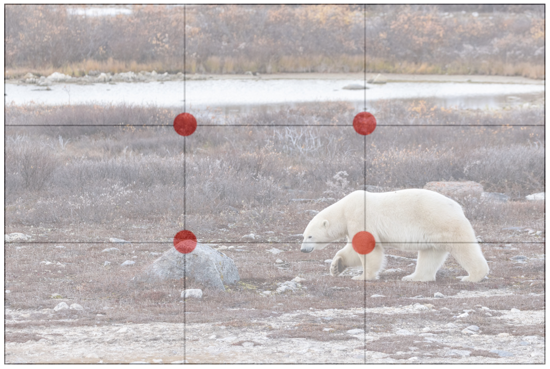 rule of thirds grid over a polar bear photo