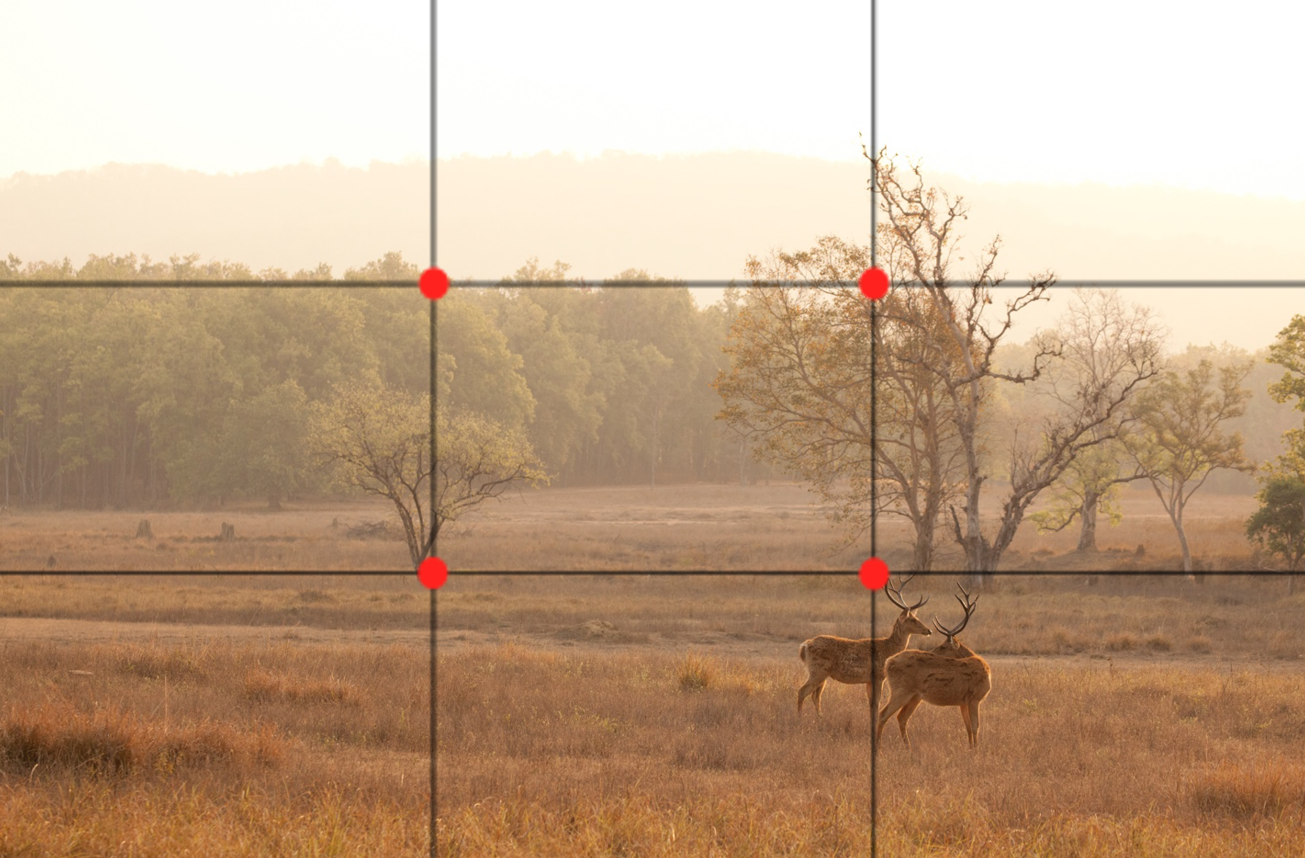 a rule of thirds grid is overlaying a wildlife photo in an Indian national park