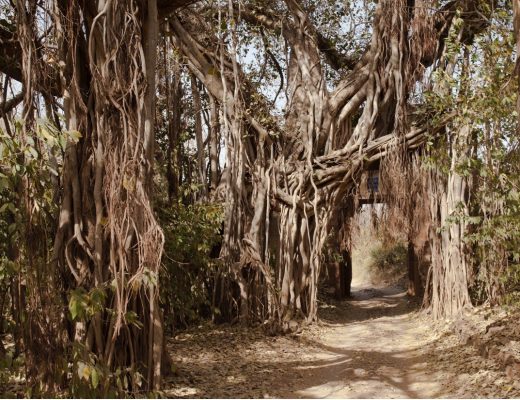 a banyan tree features a pathway through it