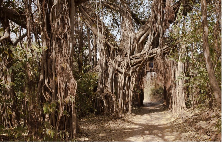 a banyan tree features a pathway through it