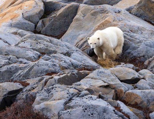 a young polar bear climbs on rocks