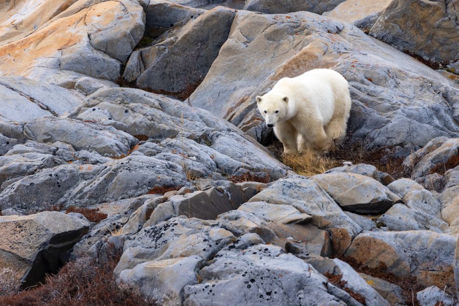 a young polar bear climbs on rocks