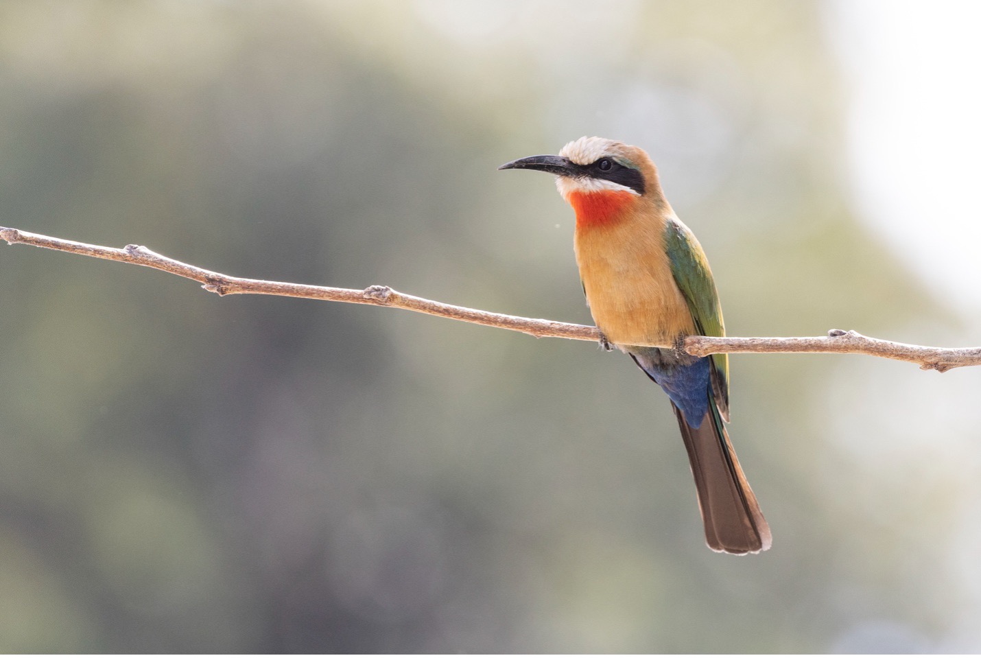 a small bee eater perches on a branch in africa