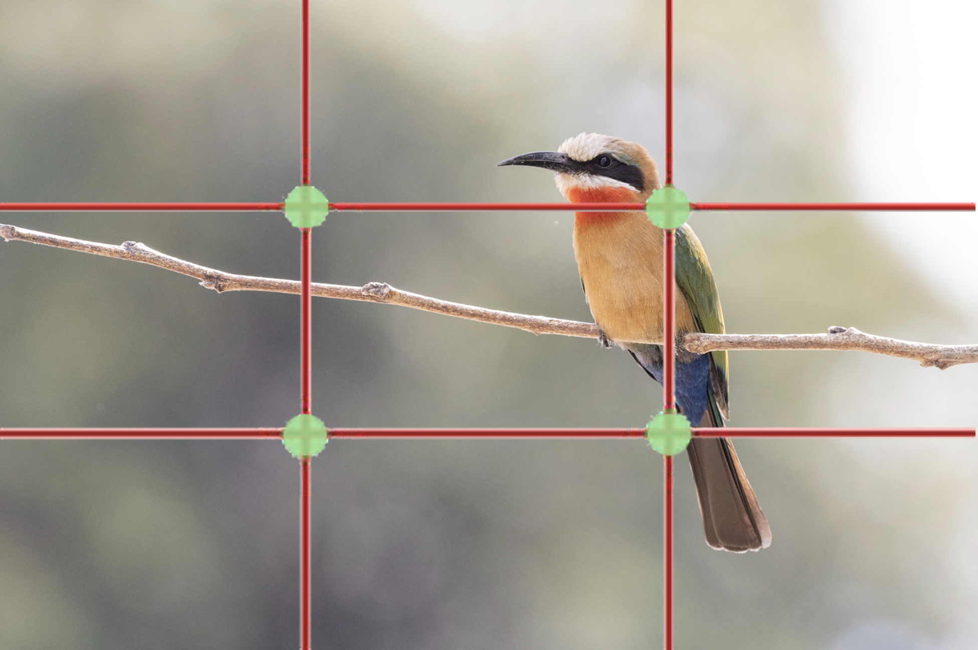 a bee eater is perfectly positioned in the rule of thirds grid