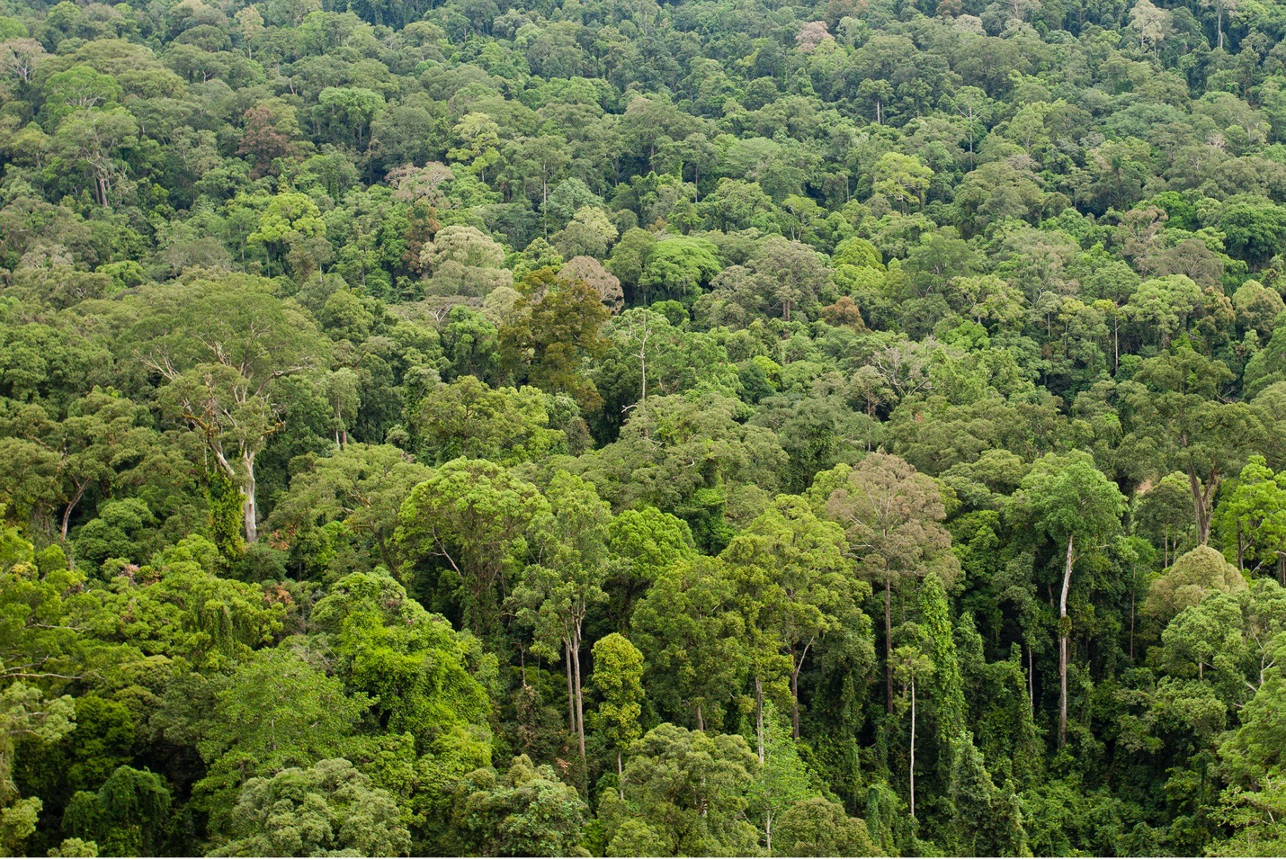 the dense borneo rainforest as a pattern of trees in the landscape