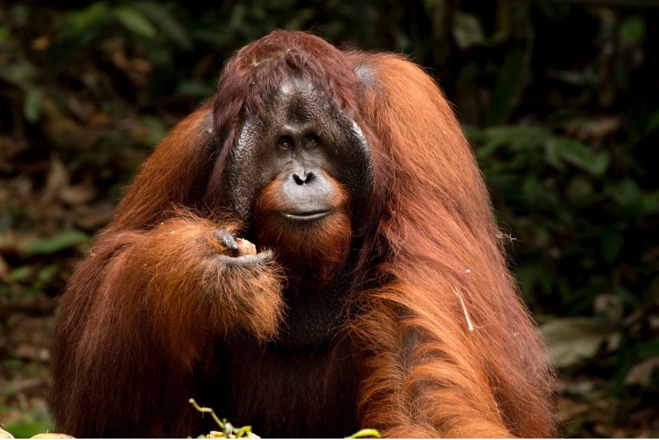 a mighty male orangutan looks into the distance