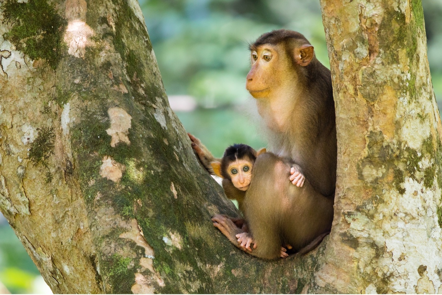 Macaque mother and baby sit in a tree in Borneo