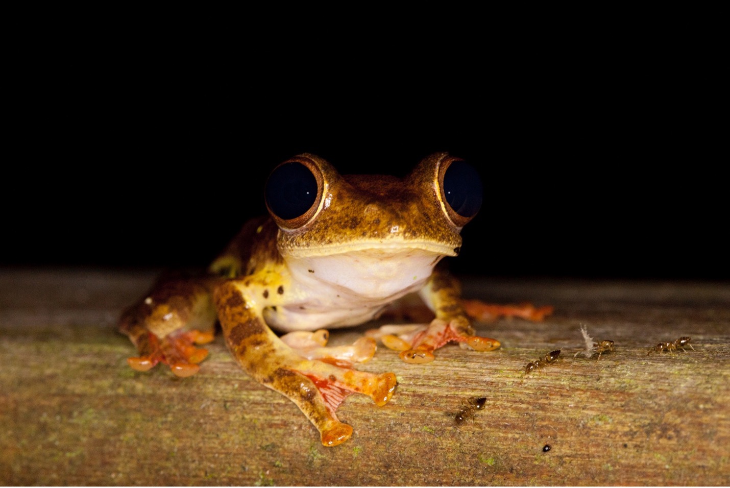 a small frog perches on a branch photographed close-up