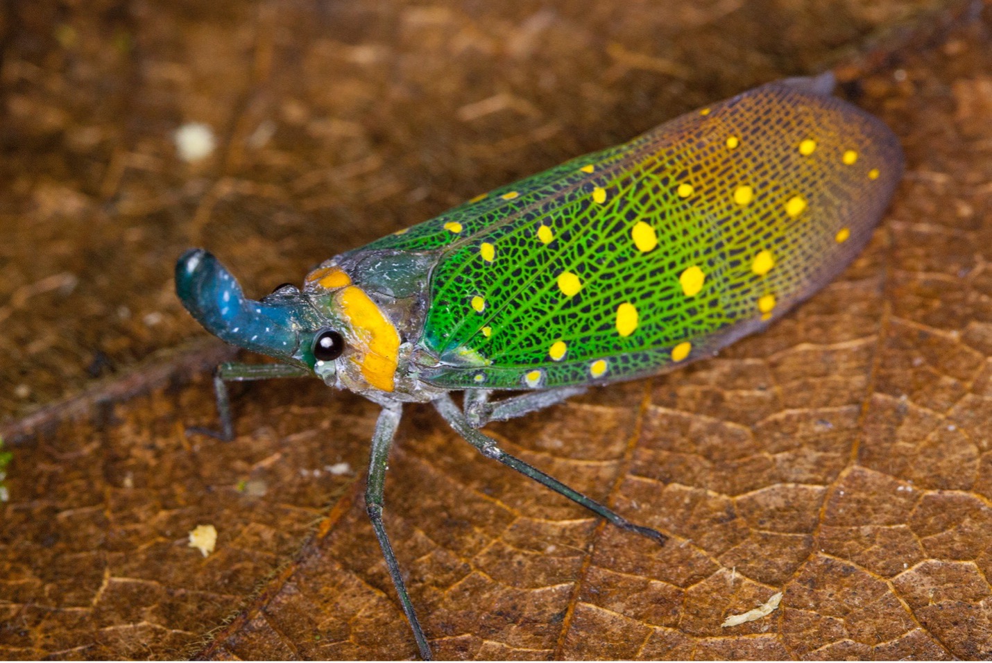 a proboscis bug perches on a leaf at night in the Borneo jungle