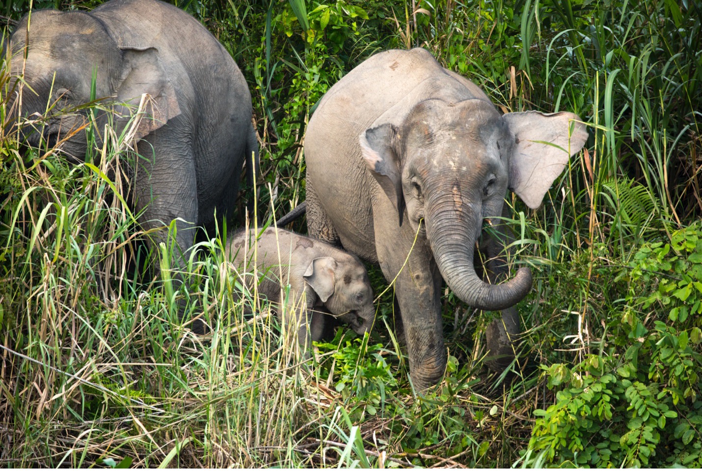 a family of pygmy elephants grazes down by the river