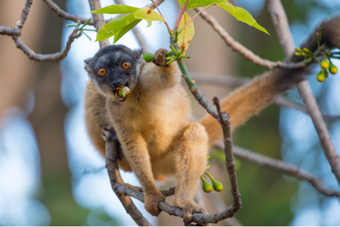 a brown lemur munches on fruit
