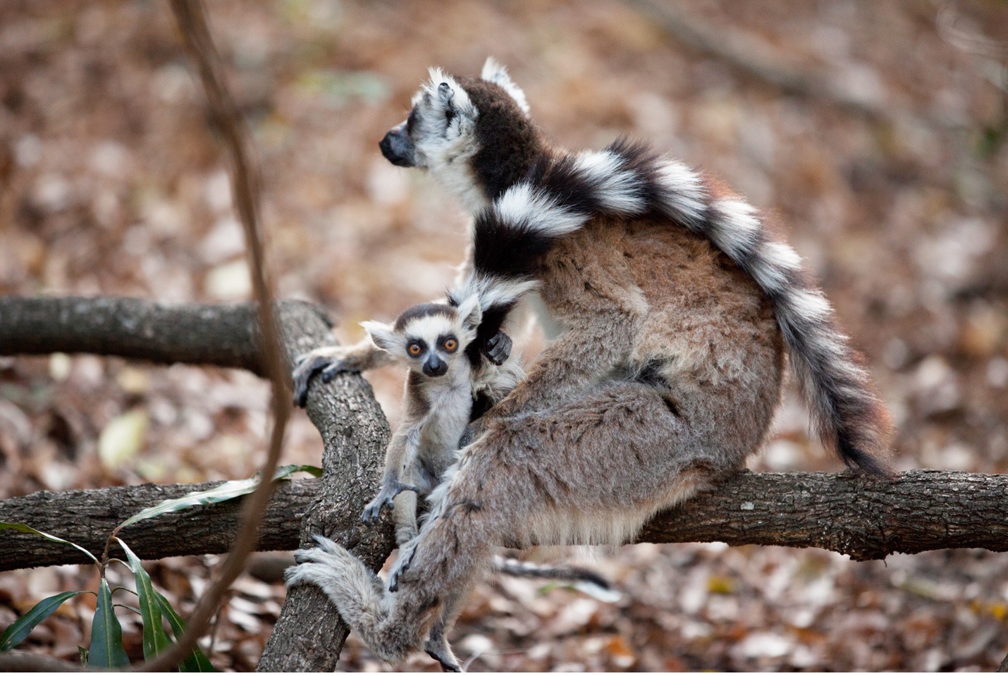 a baby ring tailed lemur sits with its mother with big fluffy tail