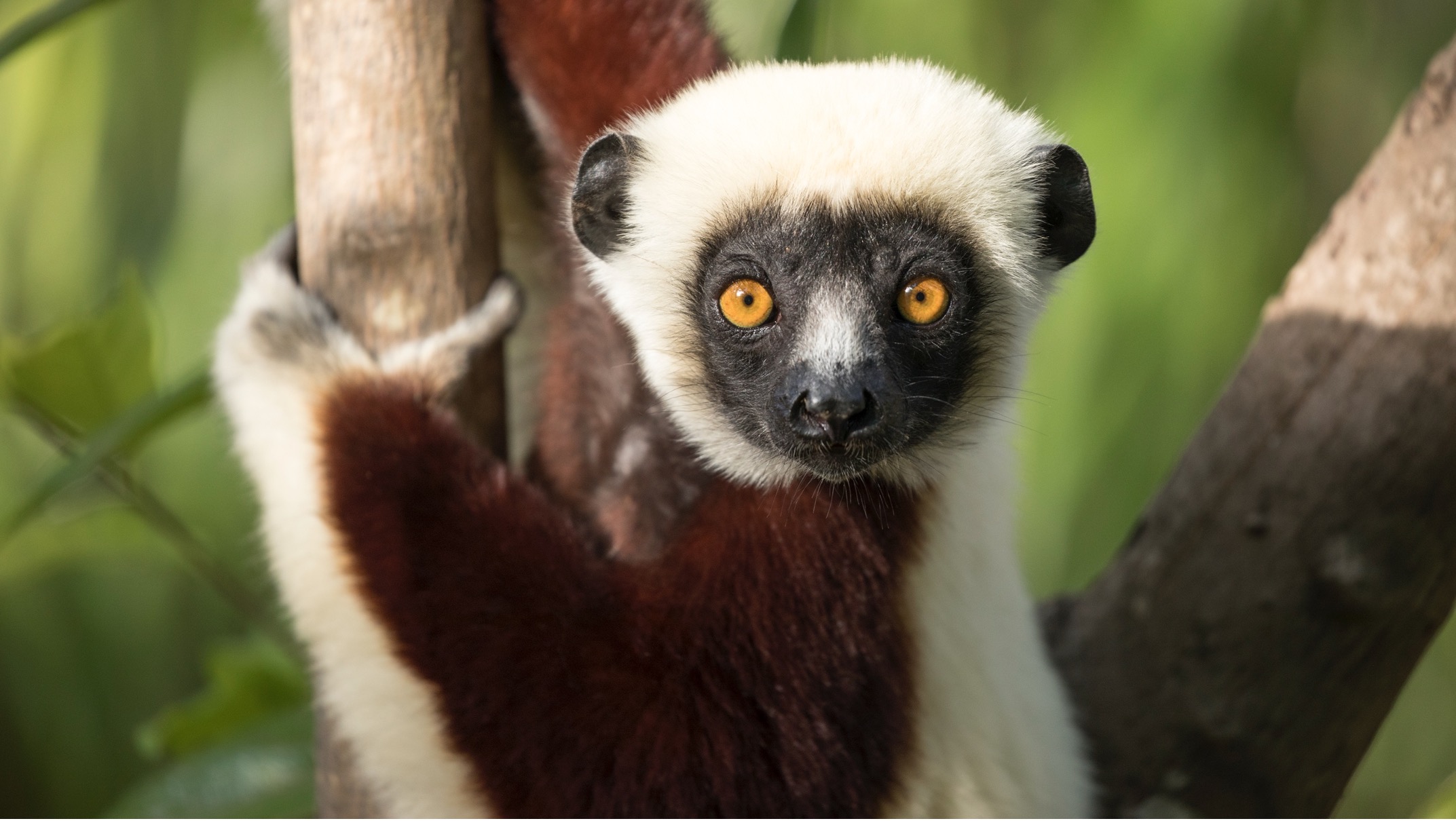 a close-up of a coqurerel's sifaka face with beautiful yellow eyes