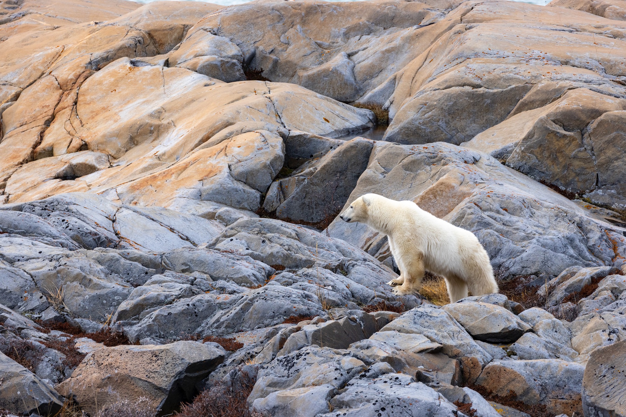 a polar bear climbs on precambrian rock in churchill