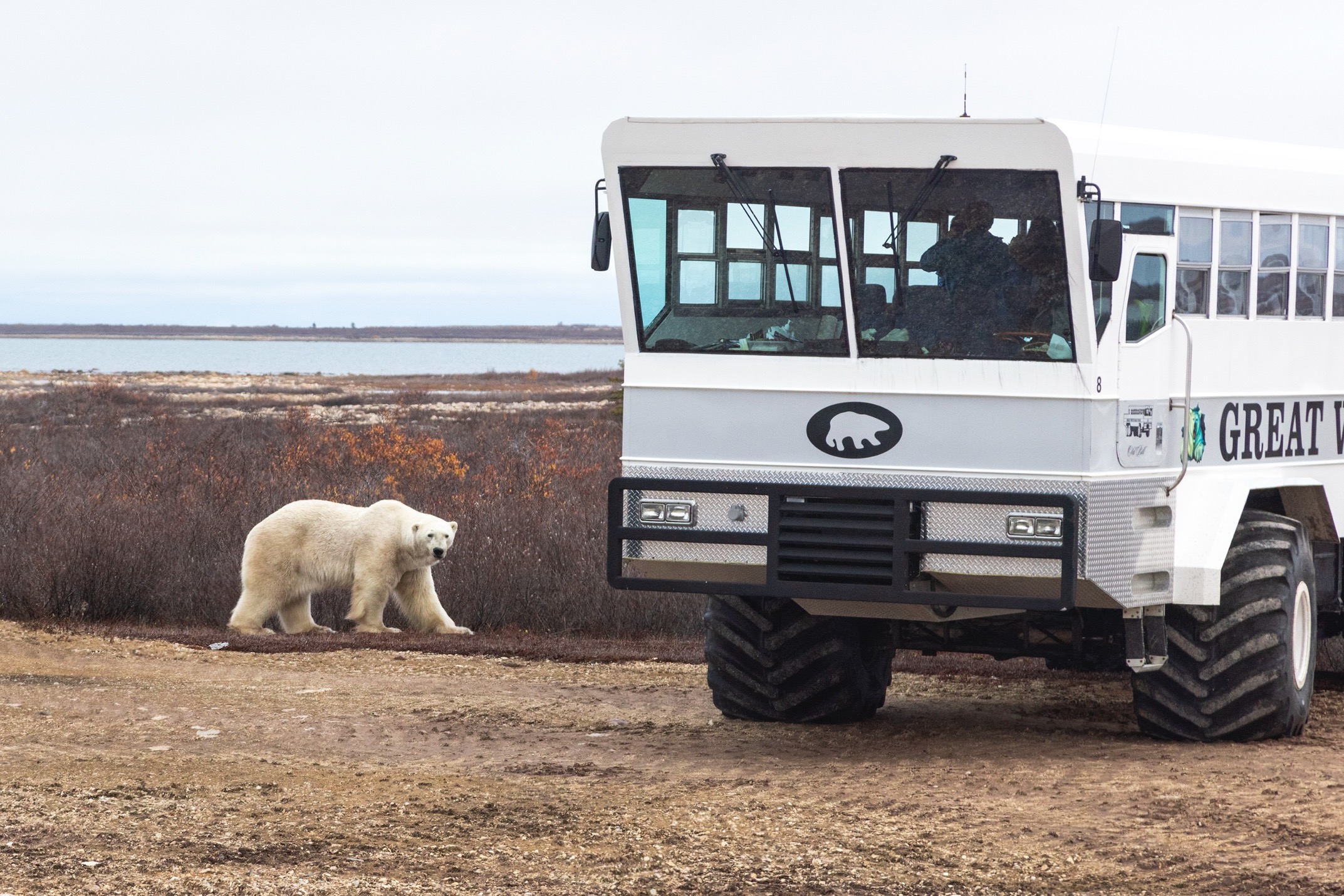 a polar bear walks in front of a polar rover