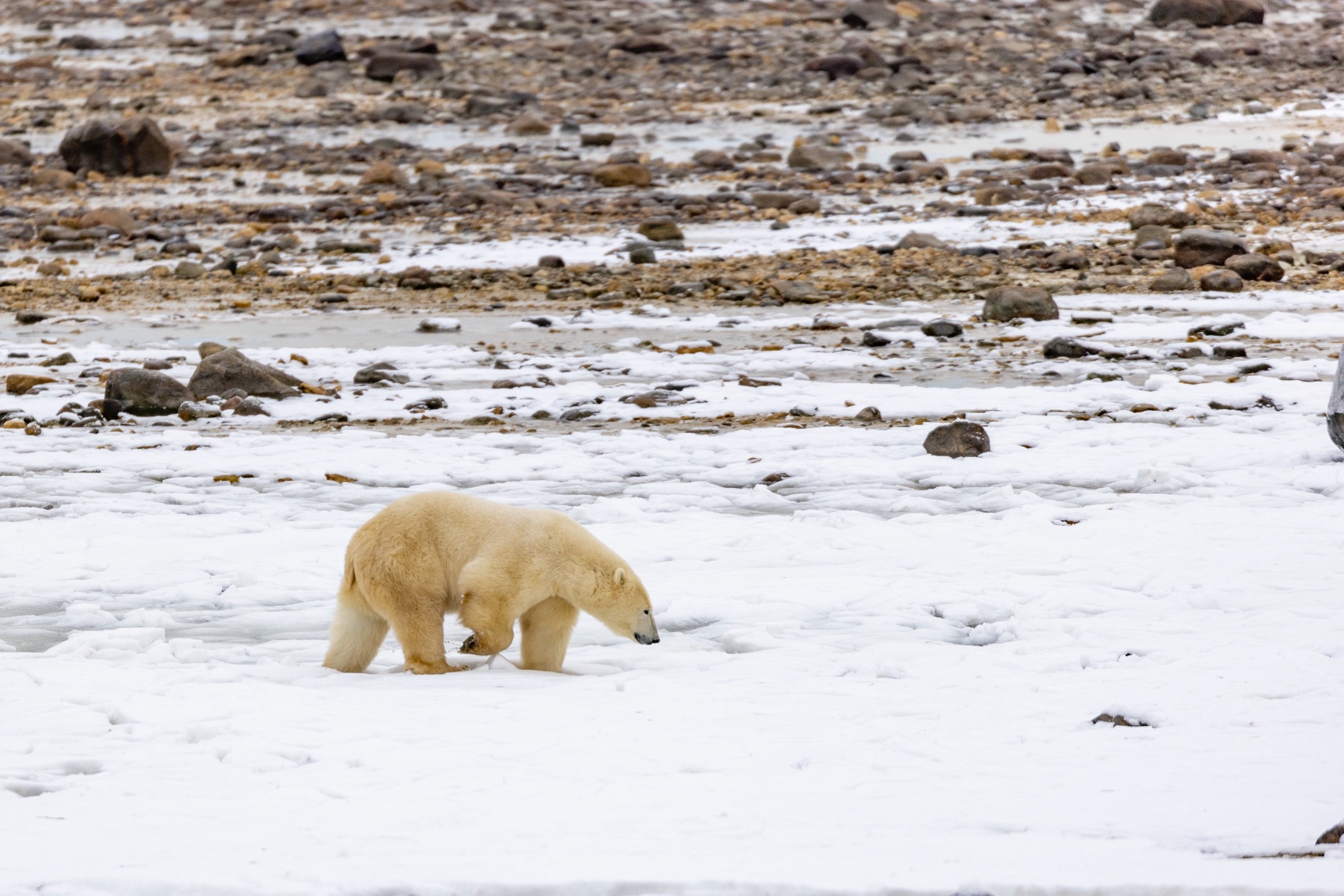 a polar bear walks on fresh snow in the canadian arctic