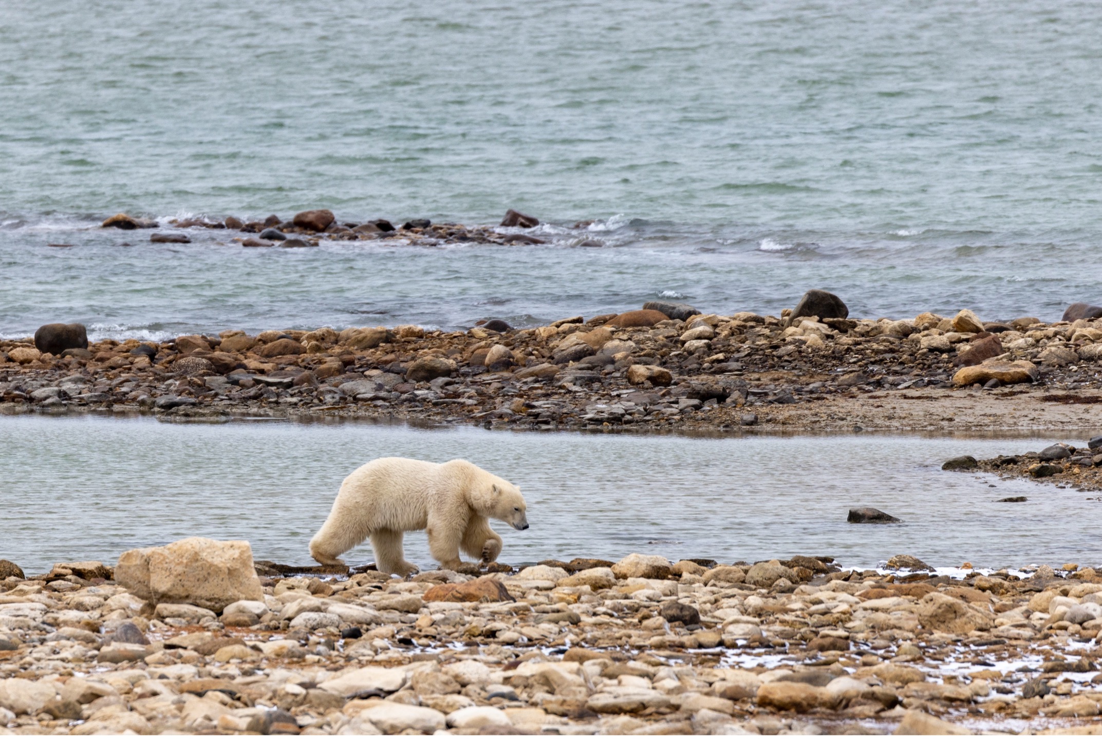 a polar bear walks on a rocky shoreline