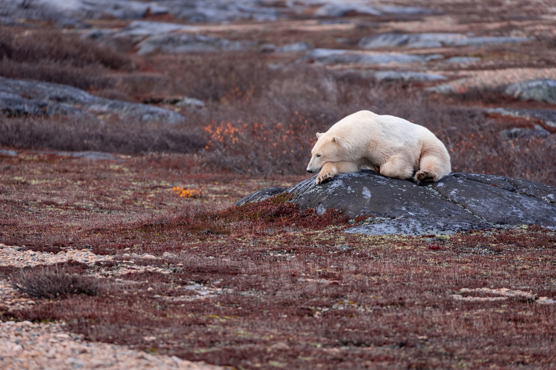 a polar bear rests on a rock