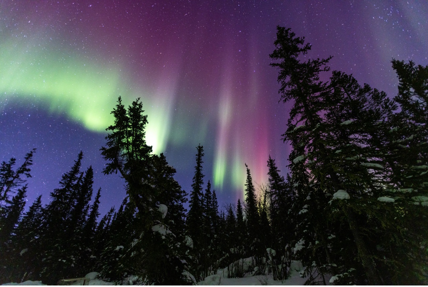 a green and red aurora shines above boreal forest trees