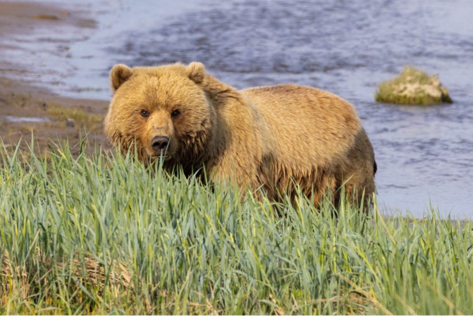 a brown bear in coastal alaska looks up from the grasses