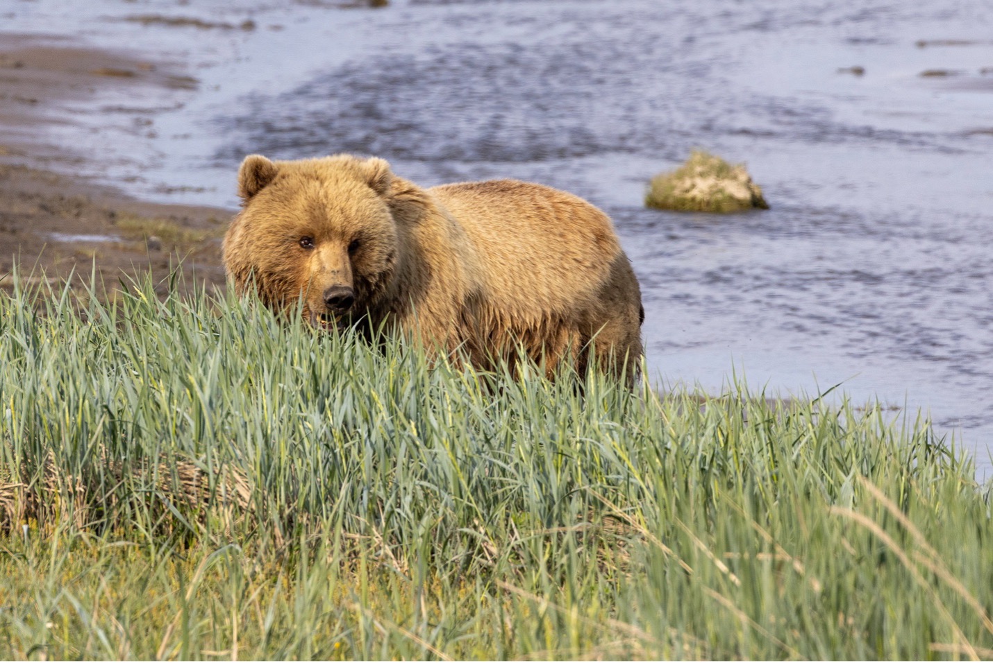 a brown bear looks to the side exhibiting small catch light in its eye