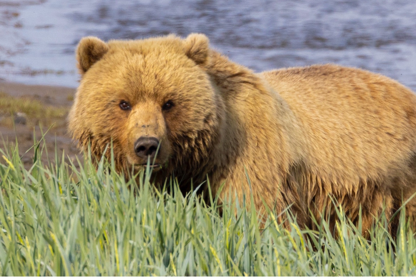 a close-up photo of a bear in lake clark national park