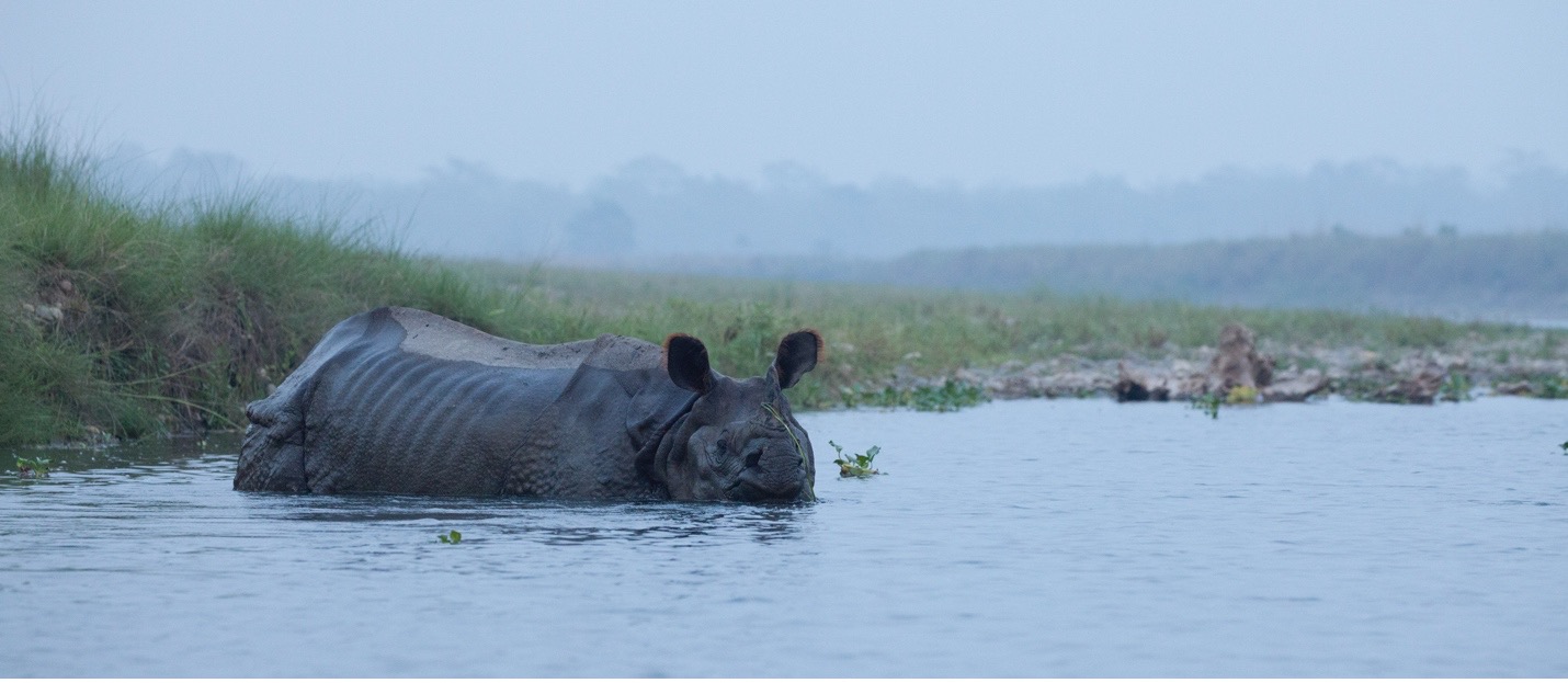 asian rhino at dusk in the water