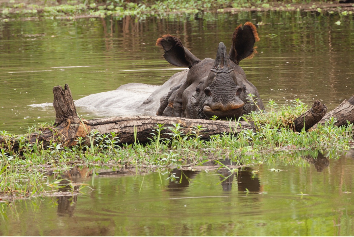 asian rhino in Chitwan National Park