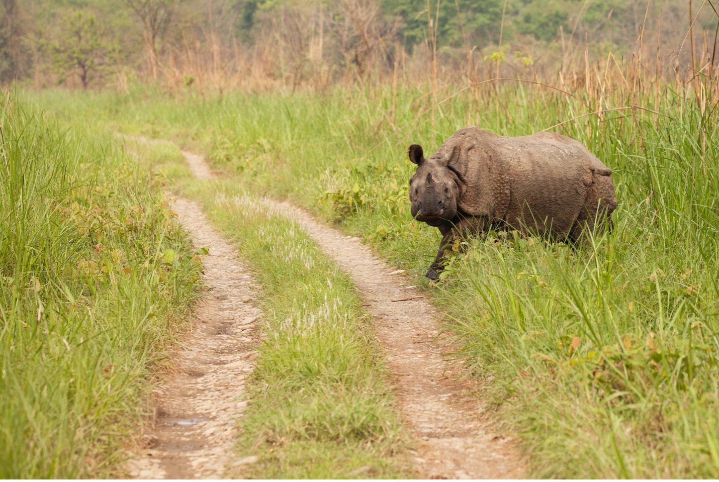 rhino walking across game path