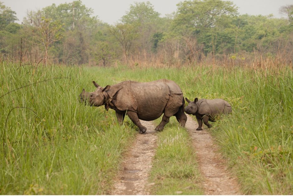 3 Tips for Photographing Rhinos in Nepal