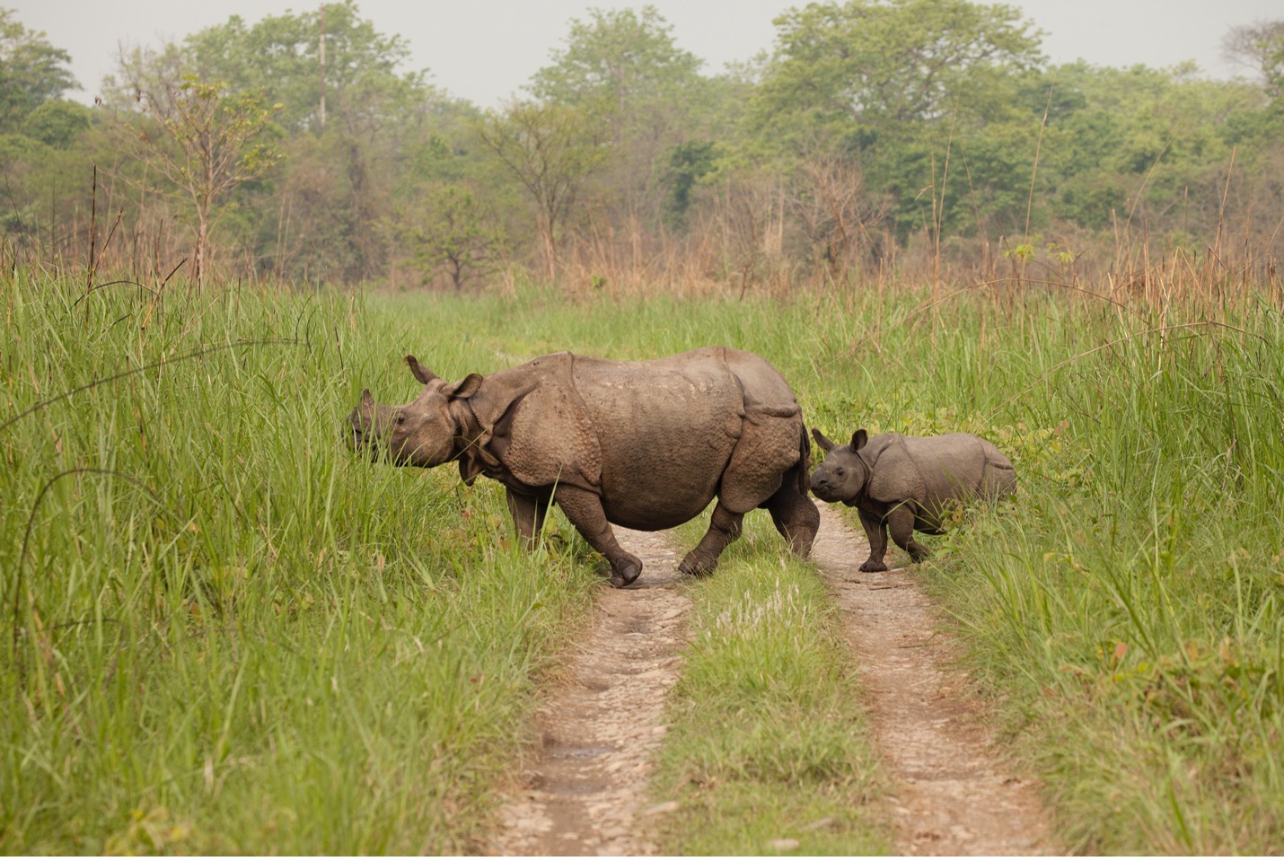 rhino mother and calf walk in Nepal