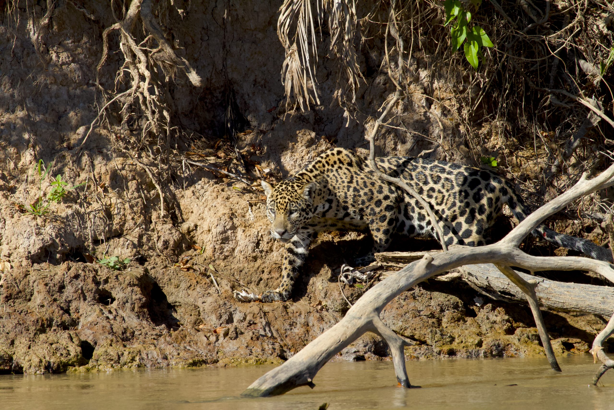 Female jaguar hunting, Cuiabá River, Pantanal, Brazil.
