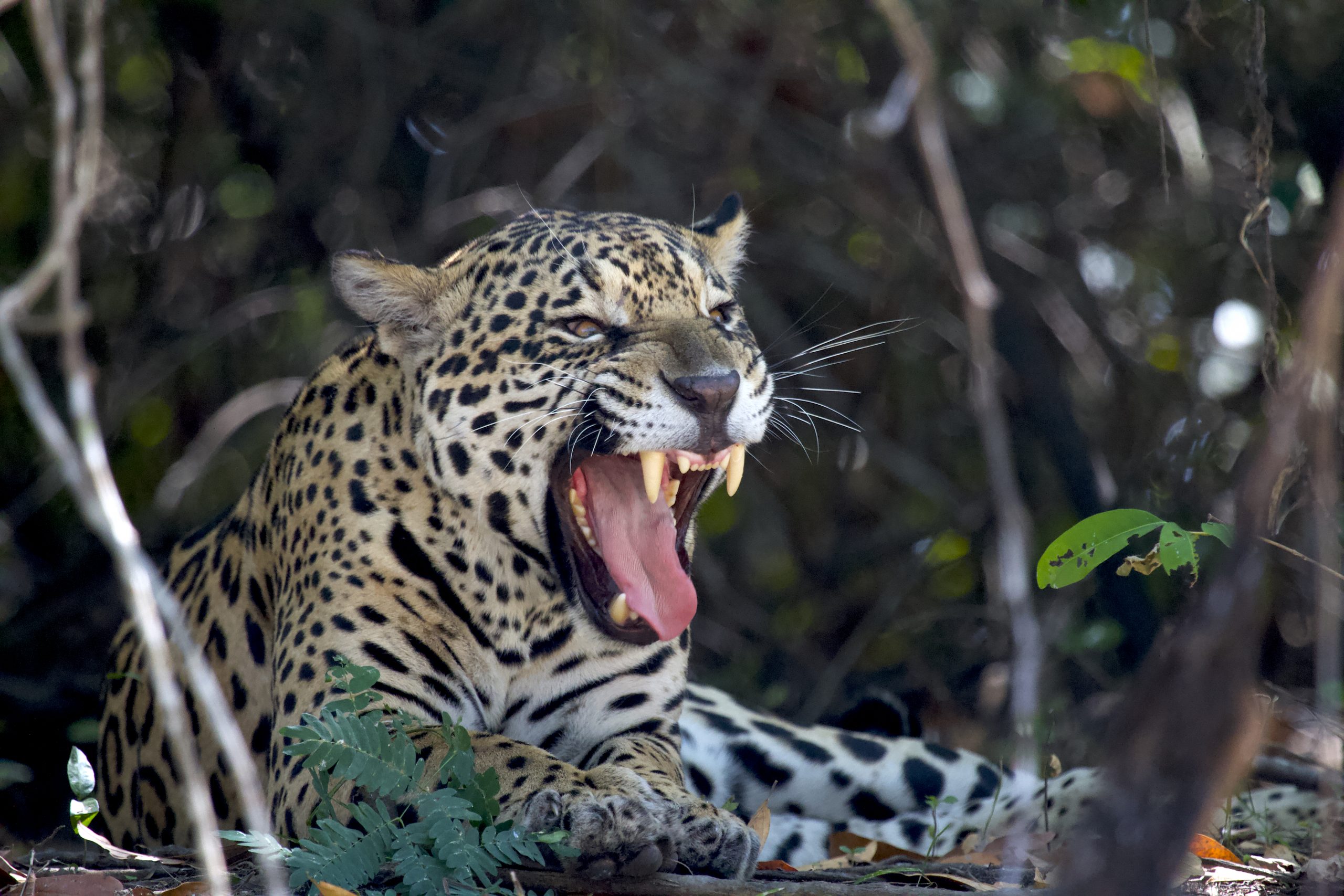 Jaguar roaring, Pantanal, Brazil.