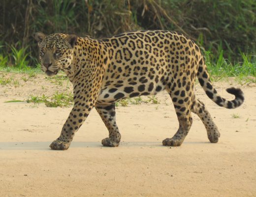 a jaguar walks down a smooth sandy road