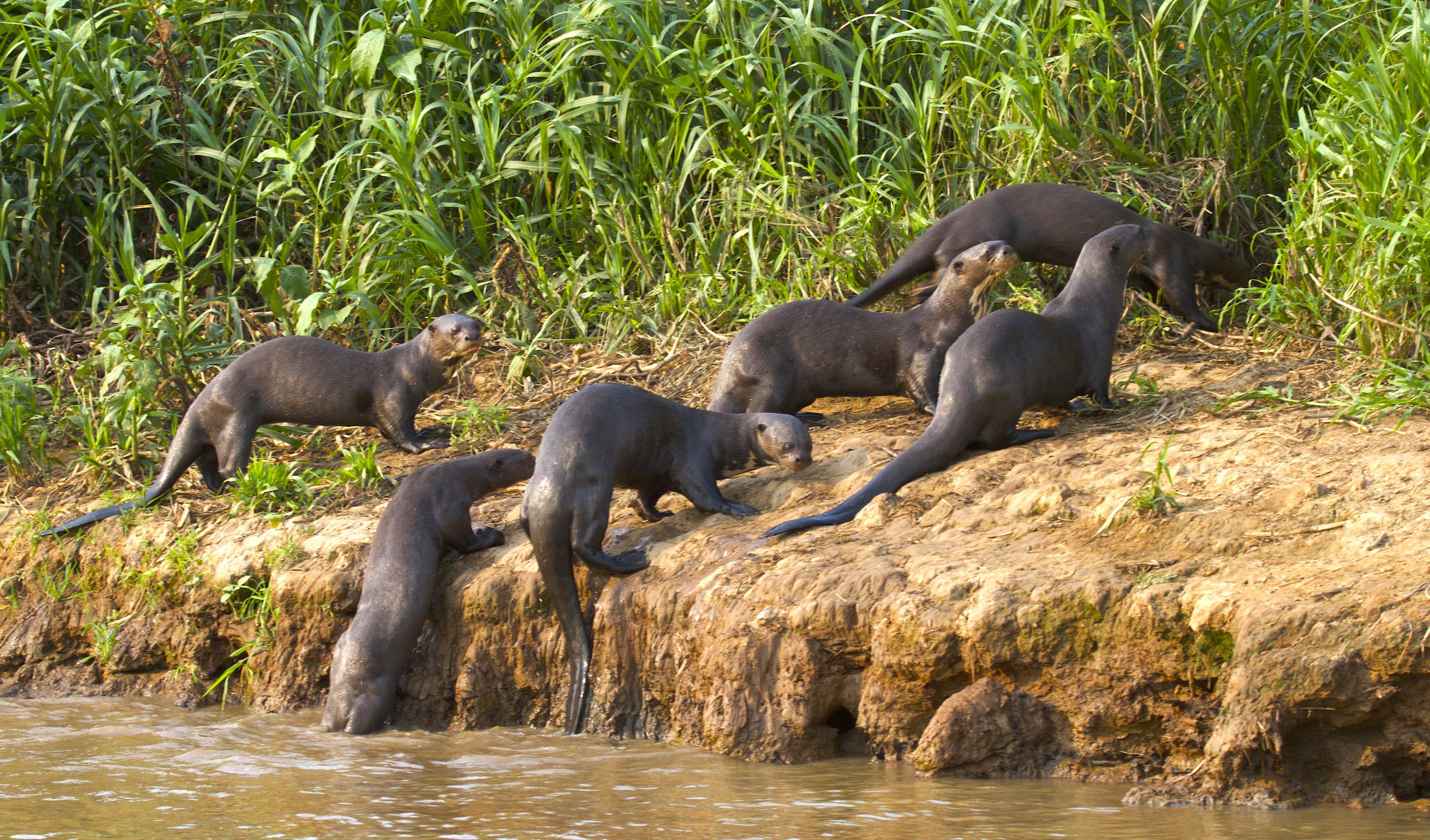 Giant river otters on bank of Cuiabá River, Pantanal, Brazil.