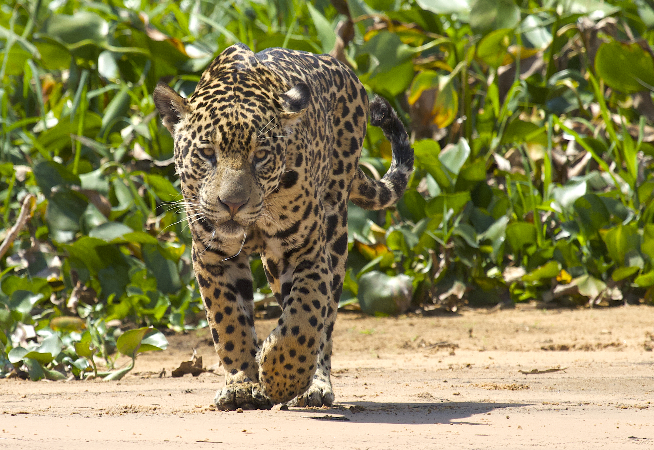 Jaguar drooling while defending territory, Pantanal, Brazil.