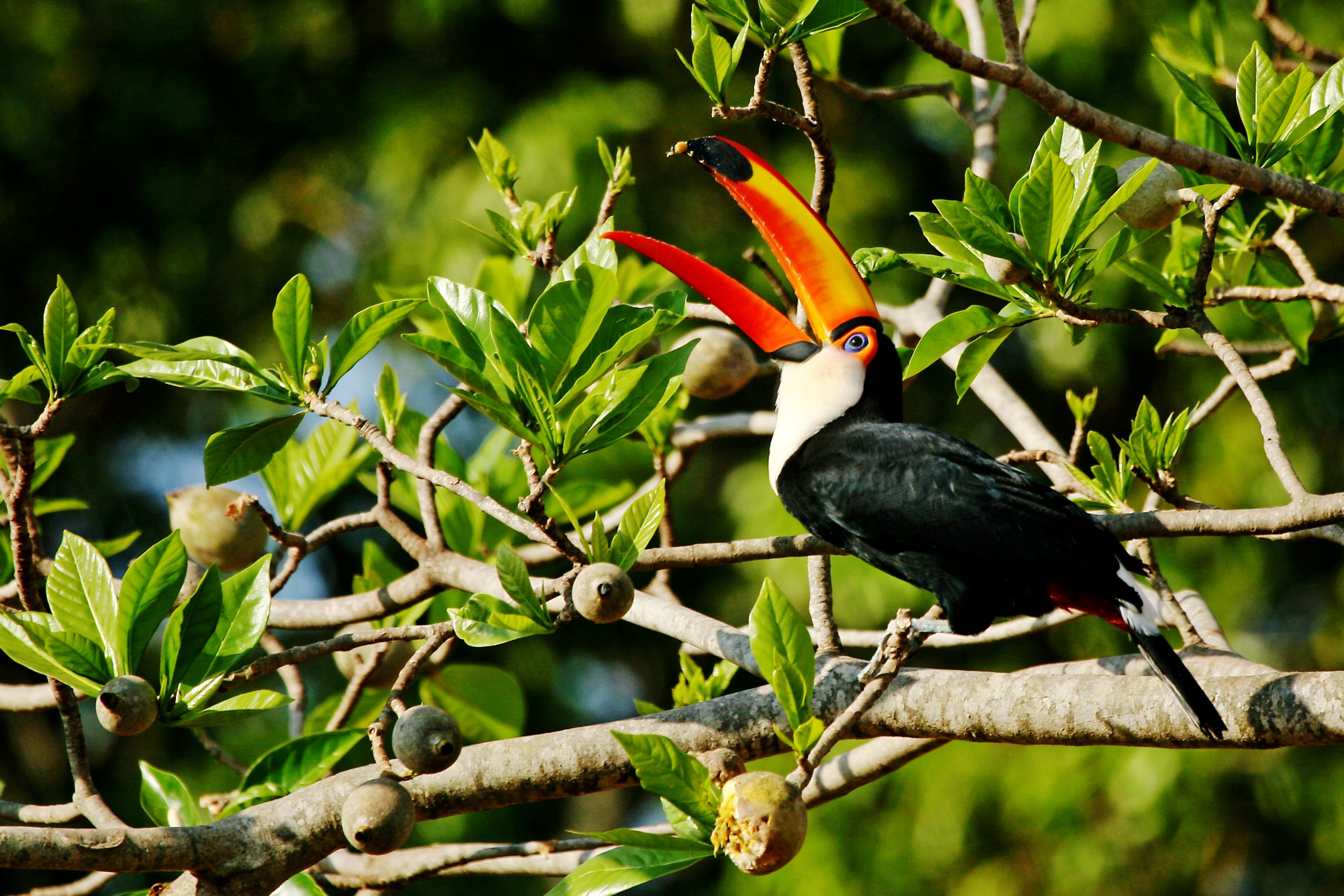 Toco toucan in branches, Pantanal, Brazil.