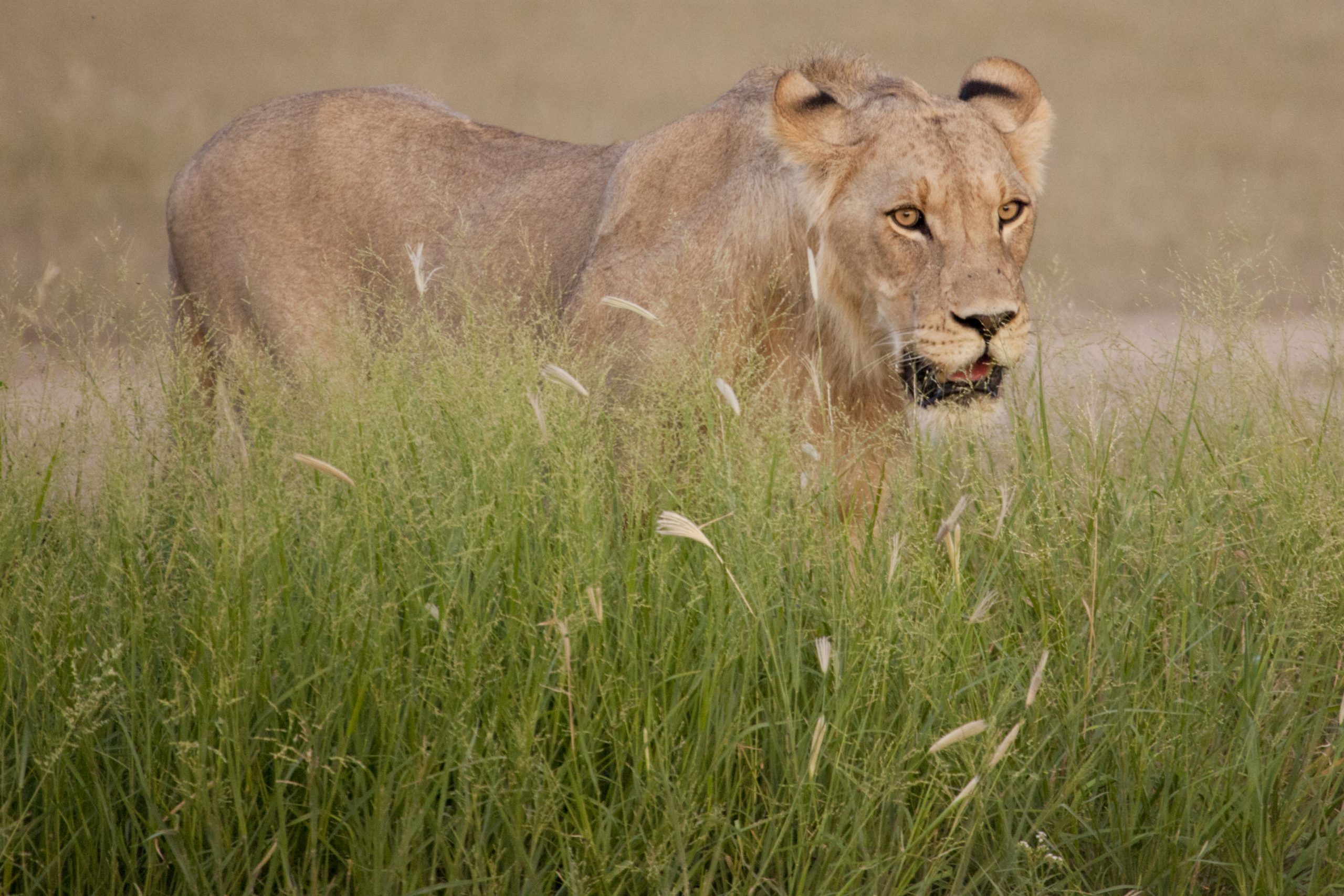 lioness appearing out of grass