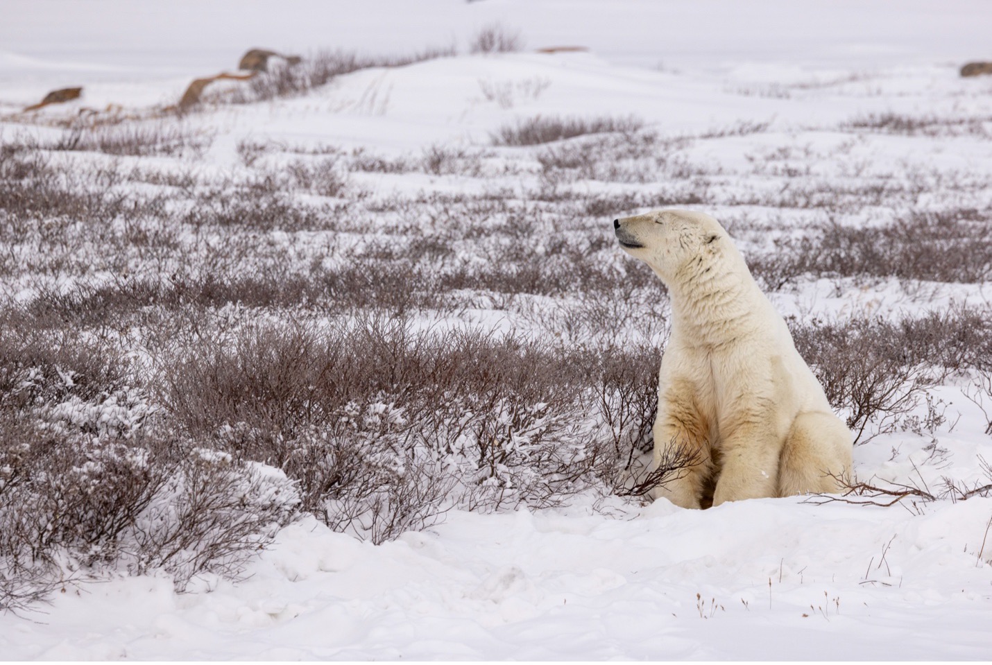 a polar bear sits in the willows and snow
