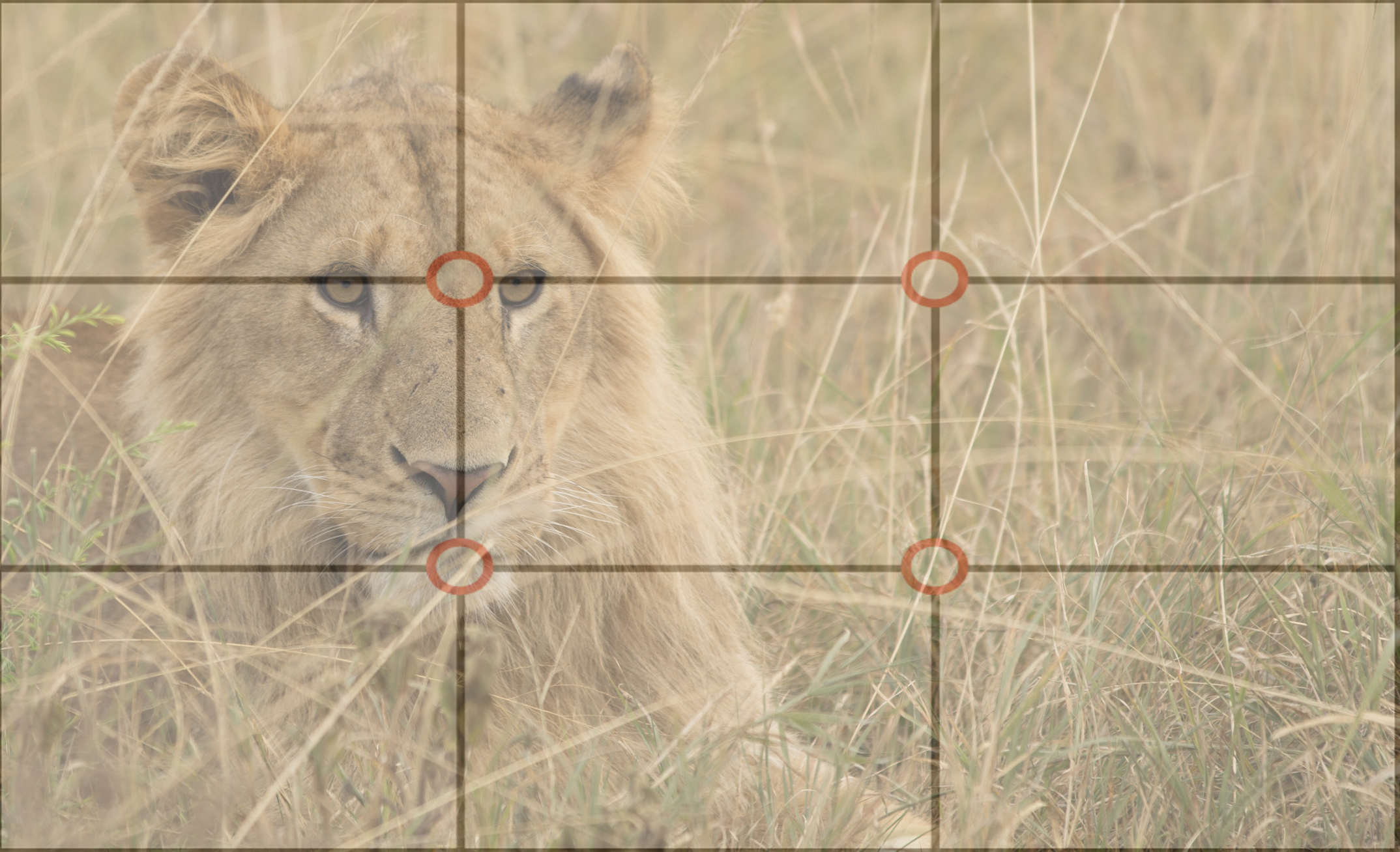 a lion with the rule of thirds grid on top of it